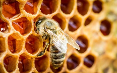 Mit Miasa-Honig gegen Bienensterben