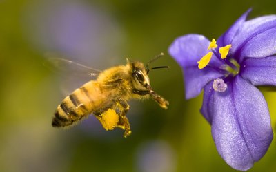 Honig – beeindruckende Kost der Natur